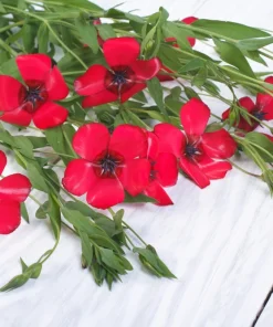 500 Scarlet Flax Flower Seeds - Red Linum Grandiflorum Rubrum - Image 8