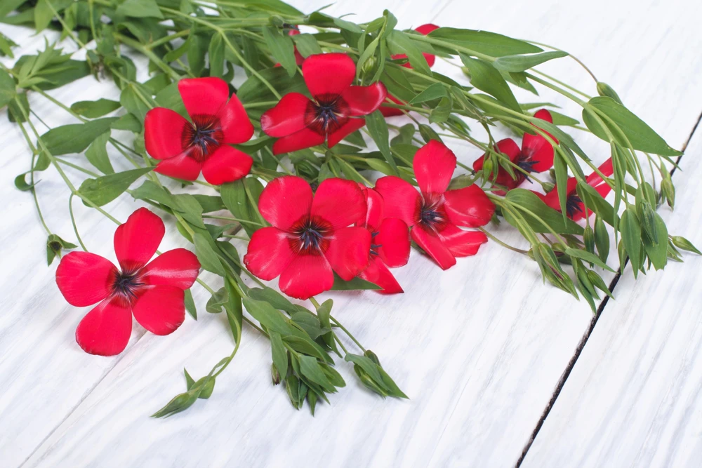 500 Scarlet Flax Flower Seeds - Red Linum Grandiflorum Rubrum - Image 8