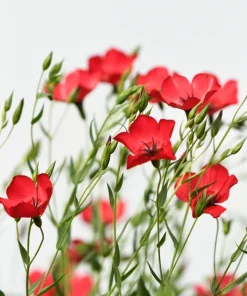 500 Scarlet Flax Flower Seeds - Red Linum Grandiflorum Rubrum - Image 9