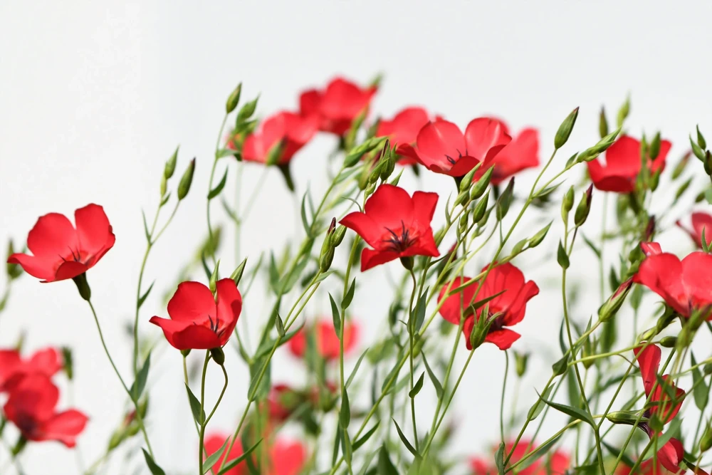 500 Scarlet Flax Flower Seeds - Red Linum Grandiflorum Rubrum - Image 9