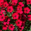 500 Scarlet Flax Flower Seeds - Red Linum Grandiflorum Rubrum - Image 1