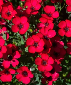 500 Scarlet Flax Flower Seeds - Red Linum Grandiflorum Rubrum - Image 1