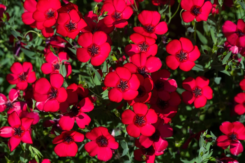 500 Scarlet Flax Flower Seeds - Red Linum Grandiflorum Rubrum - Image 1