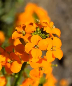 500 Siberian Wallflower Seeds - Erysimum Cheiranthus Allionii Orange Flower - Image 2