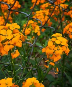 500 Siberian Wallflower Seeds - Erysimum Cheiranthus Allionii Orange Flower - Image 3