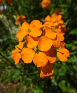 500 Siberian Wallflower Seeds - Erysimum Cheiranthus Allionii Orange Flower - Image 4