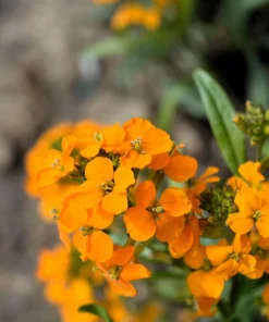 500 Siberian Wallflower Seeds - Erysimum Cheiranthus Allionii Orange Flower - Image 5