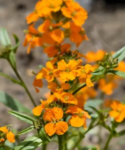500 Siberian Wallflower Seeds - Erysimum Cheiranthus Allionii Orange Flower - Image 6