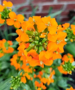 500 Siberian Wallflower Seeds - Erysimum Cheiranthus Allionii Orange Flower - Image 7
