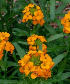 500 Siberian Wallflower Seeds - Erysimum Cheiranthus Allionii Orange Flower - Image 8