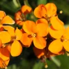 500 Siberian Wallflower Seeds - Erysimum Cheiranthus Allionii Orange Flower - Image 1