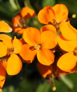 500 Siberian Wallflower Seeds - Erysimum Cheiranthus Allionii Orange Flower - Image 1