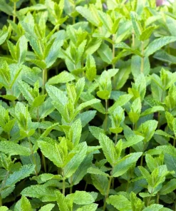 500 Spearmint Seeds - Mentha Spicata Herb Flower Seeds for Garden - Image 2