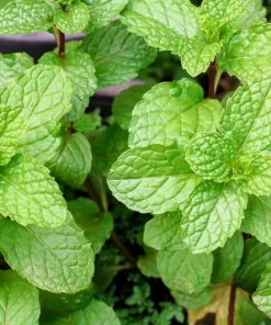 500 Spearmint Seeds - Mentha Spicata Herb Flower Seeds for Garden - Image 3