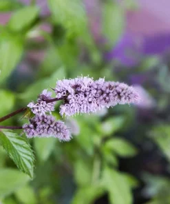 500 Spearmint Seeds - Mentha Spicata Herb Flower Seeds for Garden - Image 4