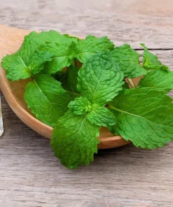 500 Spearmint Seeds - Mentha Spicata Herb Flower Seeds for Garden - Image 5