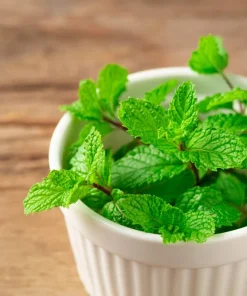 500 Spearmint Seeds - Mentha Spicata Herb Flower Seeds for Garden - Image 6