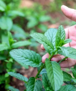 500 Spearmint Seeds - Mentha Spicata Herb Flower Seeds for Garden - Image 7