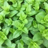 500 Spearmint Seeds - Mentha Spicata Herb Flower Seeds for Garden - Image 1