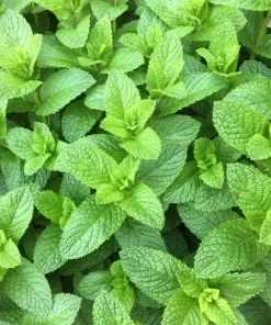 500 Spearmint Seeds - Mentha Spicata Herb Flower Seeds for Garden - Image 1