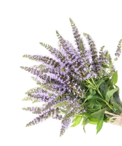 500 Spearmint Seeds - Mentha Spicata Herb Flower Seeds for Garden - Image 8