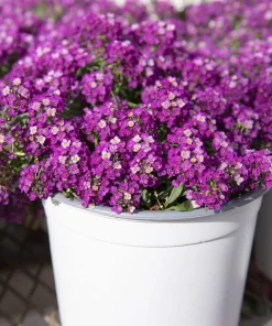 500 Sweet Alyssum Royal Carpet Seeds - Violet Blue Lobularia Maritima Flower Seeds - Image 2