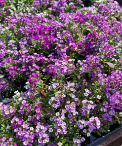 500 Sweet Alyssum Royal Carpet Seeds - Violet Blue Lobularia Maritima Flower Seeds - Image 3