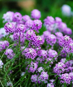 500 Sweet Alyssum Royal Carpet Seeds - Violet Blue Lobularia Maritima Flower Seeds - Image 4