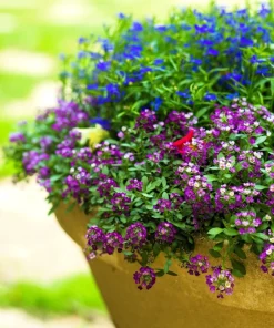 500 Sweet Alyssum Royal Carpet Seeds - Violet Blue Lobularia Maritima Flower Seeds - Image 5