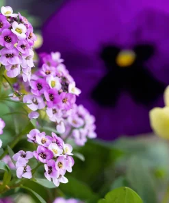 500 Sweet Alyssum Royal Carpet Seeds - Violet Blue Lobularia Maritima Flower Seeds - Image 6
