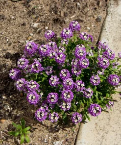 500 Sweet Alyssum Royal Carpet Seeds - Violet Blue Lobularia Maritima Flower Seeds - Image 7