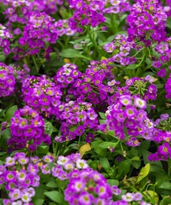 500 Sweet Alyssum Royal Carpet Seeds - Violet Blue Lobularia Maritima Flower Seeds - Image 8