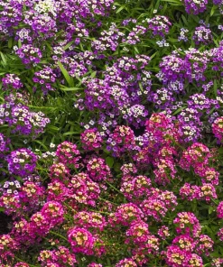 500 Sweet Alyssum Royal Carpet Seeds - Violet Blue Lobularia Maritima Flower Seeds - Image 9