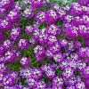 500 Sweet Alyssum Royal Carpet Seeds - Violet Blue Lobularia Maritima Flower Seeds - Image 1