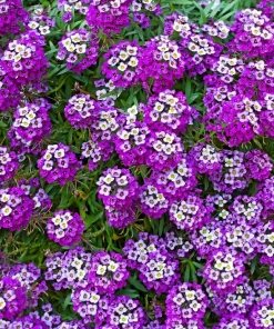 500 Sweet Alyssum Royal Carpet Seeds - Violet Blue Lobularia Maritima Flower Seeds - Image 1