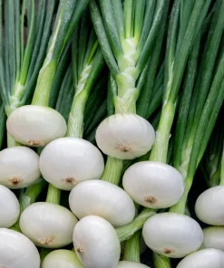 500 Sweet White Spanish Onion Seeds - Allium Cepa Vegetable Seeds - Image 10