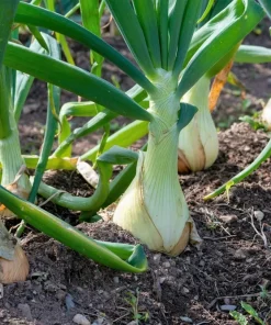 500 Sweet White Spanish Onion Seeds - Allium Cepa Vegetable Seeds - Image 4