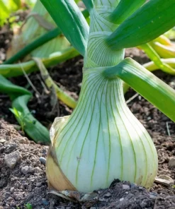 500 Sweet White Spanish Onion Seeds - Allium Cepa Vegetable Seeds - Image 5