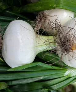 500 Sweet White Spanish Onion Seeds - Allium Cepa Vegetable Seeds - Image 6
