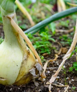 500 Sweet White Spanish Onion Seeds - Allium Cepa Vegetable Seeds - Image 8