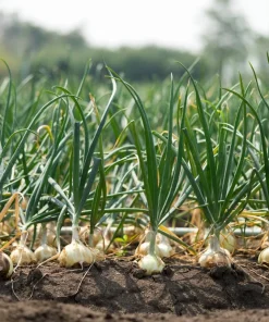500 Sweet White Spanish Onion Seeds - Allium Cepa Vegetable Seeds - Image 9