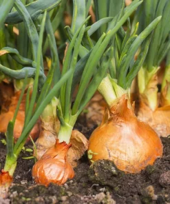 500 Sweet Yellow Spanish Onion Seeds - Allium Cepa Vegetable - Image 2