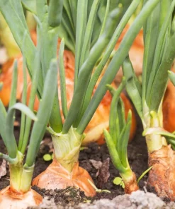 500 Sweet Yellow Spanish Onion Seeds - Allium Cepa Vegetable - Image 3