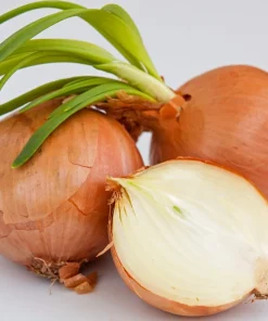 500 Sweet Yellow Spanish Onion Seeds - Allium Cepa Vegetable - Image 1