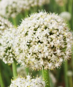 500 Sweet Yellow Spanish Onion Seeds - Allium Cepa Vegetable - Image 4