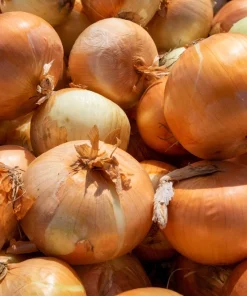 500 Sweet Yellow Spanish Onion Seeds - Allium Cepa Vegetable - Image 5