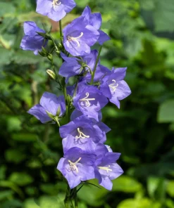 500 Telham Beauty Bellflower Seeds - Blue Peach-Leaved Campanula Persicifolia Flower Seeds - Image 10