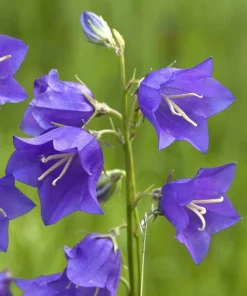 500 Telham Beauty Bellflower Seeds - Blue Peach-Leaved Campanula Persicifolia Flower Seeds - Image 11