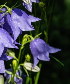 500 Telham Beauty Bellflower Seeds - Blue Peach-Leaved Campanula Persicifolia Flower Seeds - Image 12