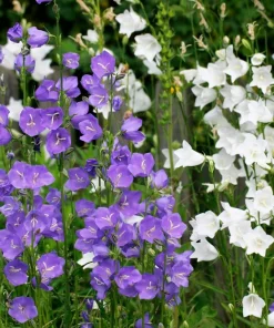 500 Telham Beauty Bellflower Seeds - Blue Peach-Leaved Campanula Persicifolia Flower Seeds - Image 13